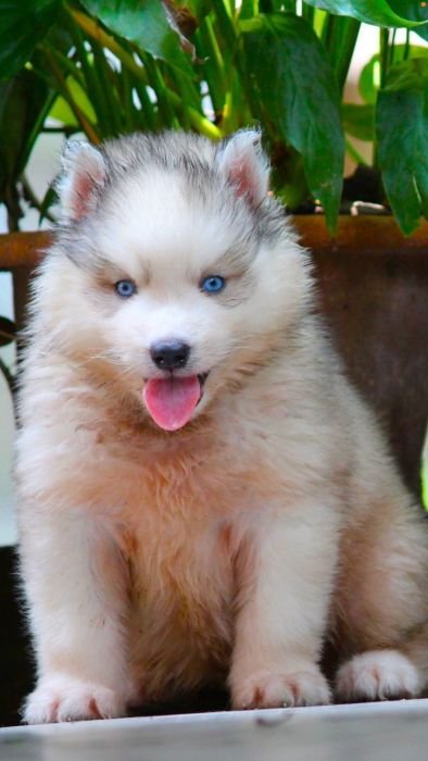 DogsIndia.com Siberian Husky Dr. Taranath