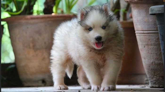 DogsIndia.com Siberian Husky Dr. Taranath