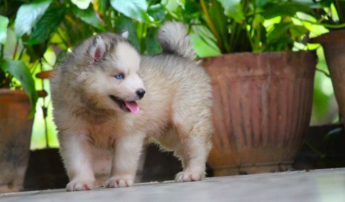 DogsIndia.com Siberian Husky Dr. Taranath