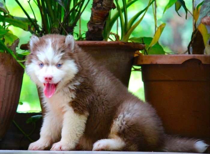 DogsIndia.com Siberian Husky Dr. Taranath