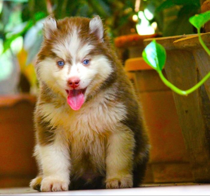 DogsIndia.com Siberian Husky Dr. Taranath