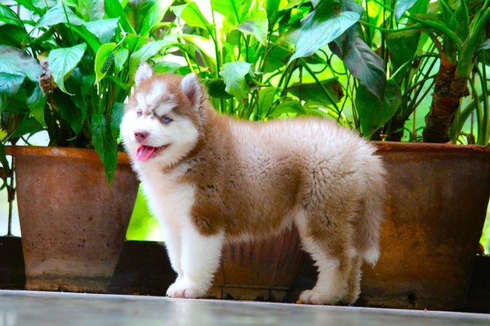 DogsIndia.com Siberian Husky Dr. Taranath