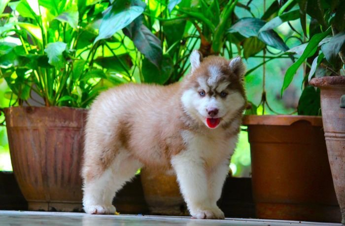 DogsIndia.com Siberian Husky Dr. Taranath