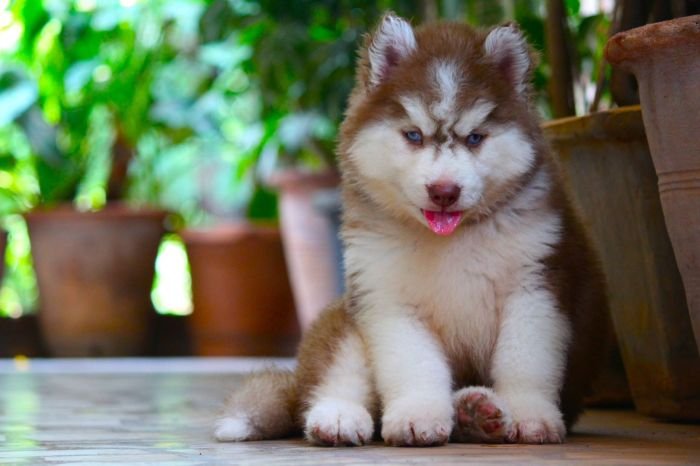 DogsIndia.com Siberian Husky Dr. Taranath