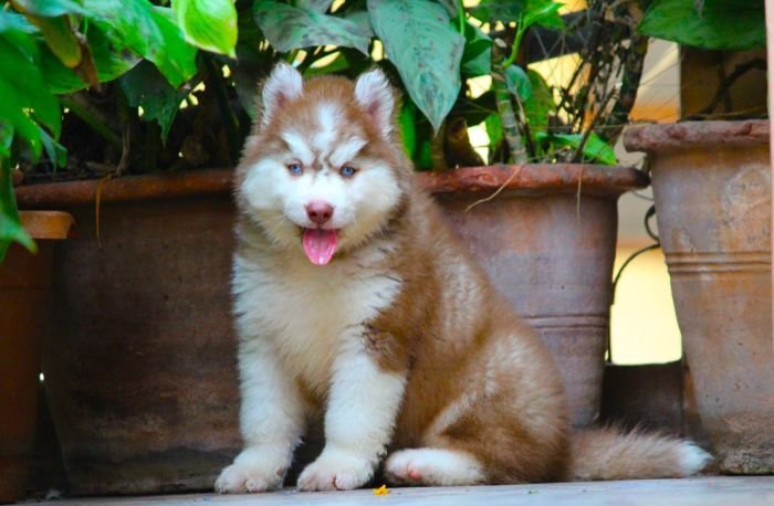 DogsIndia.com Siberian Husky Dr. Taranath
