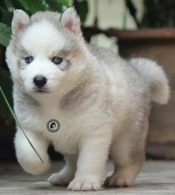 DogsIndia.com - Bangalore Huskies Club - Taranath