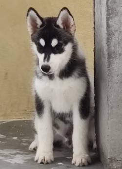 DogsIndia.com - Siberian Husky - Candy Paw's Kennel - Suraj