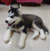 DogsIndia.com - Siberian Husky - Vanshini