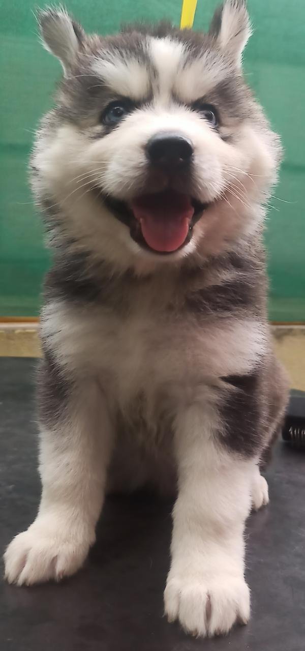 DogsIndia.com - Siberian Husky - Vanshini