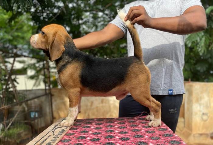 DogsIndia - Beagle at Stud - Tennison