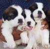 DogsIndia.com - St. Bernard - Ajit Kennels