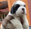 DogsIndia.com - St. Bernard - Kiran Gowda
