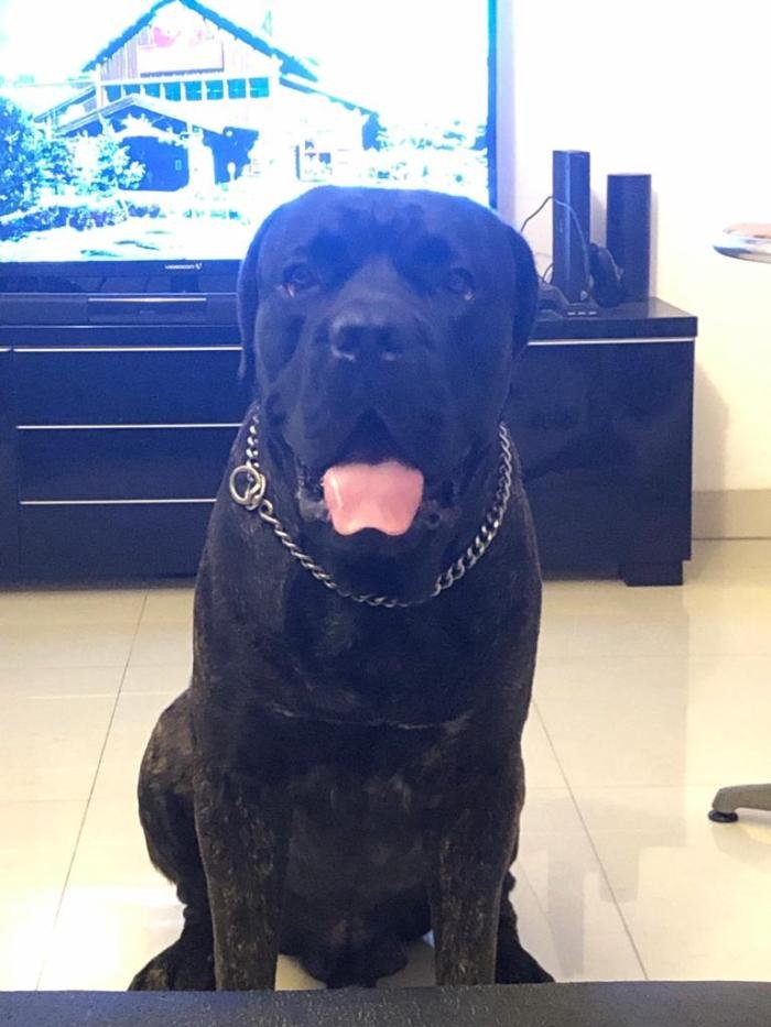 DogsIndia.com - Cane Corso at Stud 