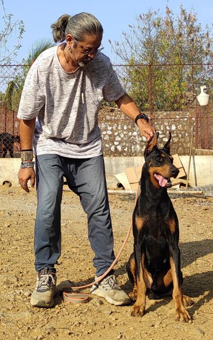 DogsIndia.com  Dobermann  Stud  Kennel Von Carmel