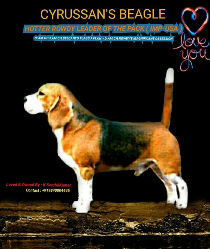 DogsIndia.com - Beagle - Senthilkumar