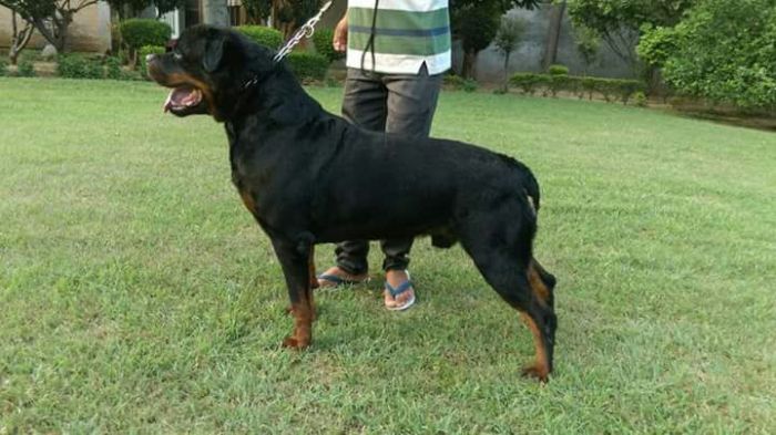 DogsIndia.com - Rottweiler - Raghu Raman