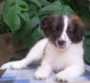 DogsIndia.com - Tibetan Terrier - Chandrasekaran