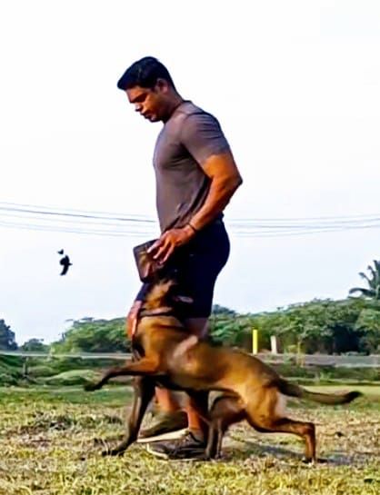 DogsIndia.com - Dog Training - Mithran