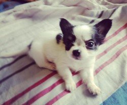 DogsIndia.com - Chihuahua Long Coat - Vignesh