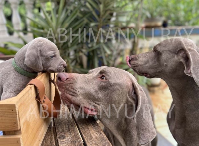 DogsIndia.com - Weimaraner - Abhimanyu Ray