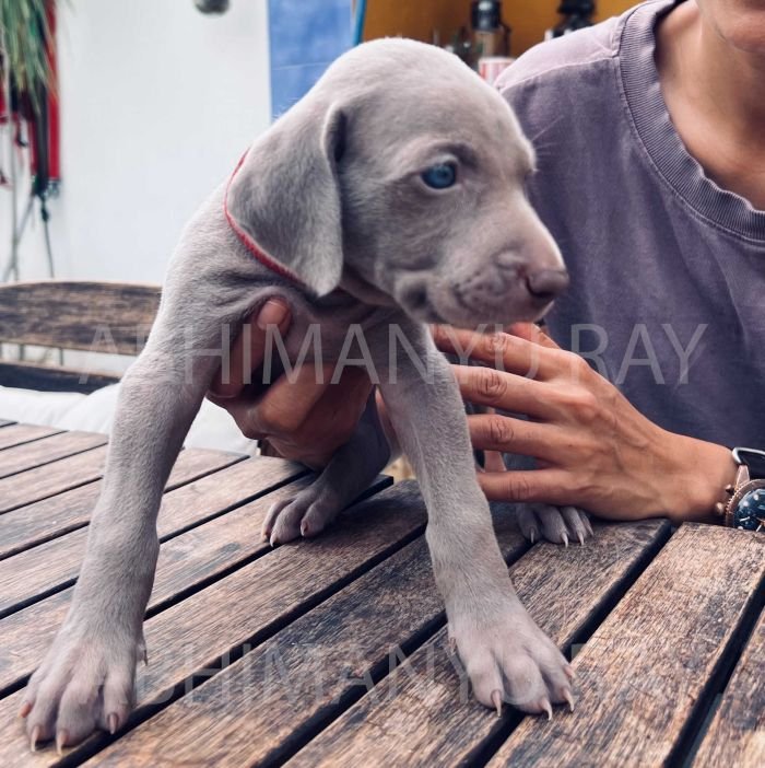 DogsIndia.com - Weimaraner - Abhimanyu Ray