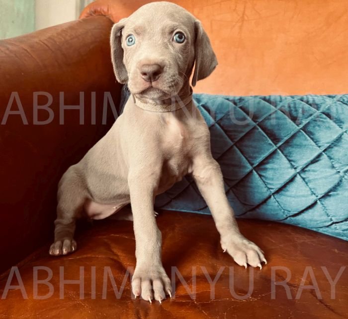 DogsIndia.com - Weimaraner - Abhimanyu Ray