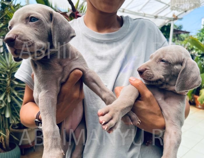 DogsIndia.com - Weimaraner - Abhimanyu Ray