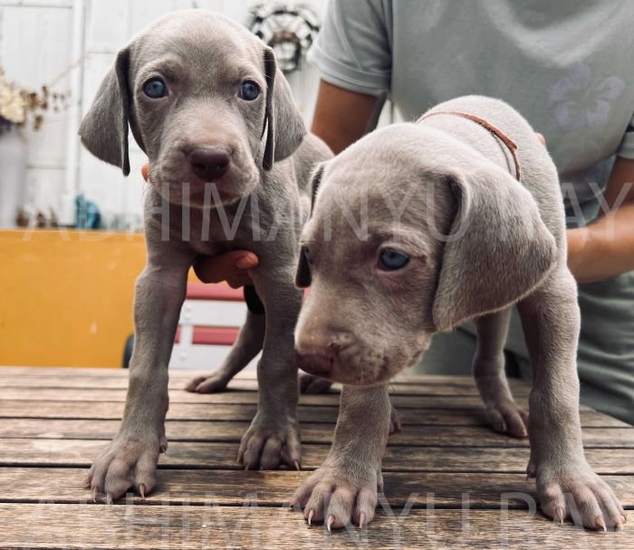 DogsIndia.com - Weimaraner - Abhimanyu Ray