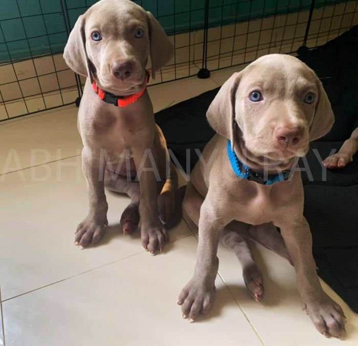 DogsIndia.com - Weimaraner - Abhimanyu Ray