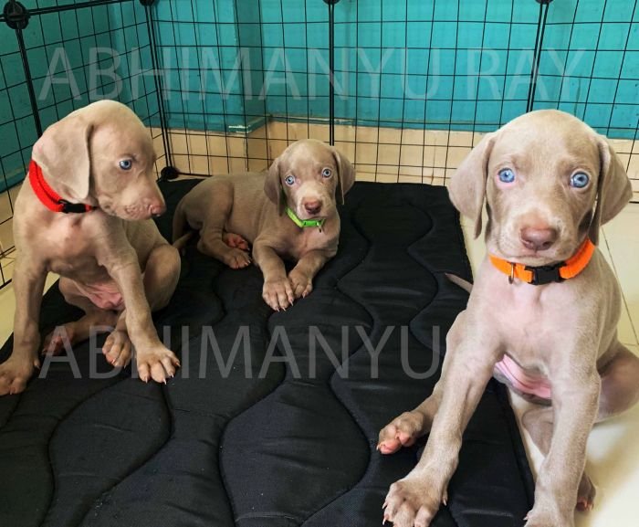 DogsIndia.com - Weimaraner - Abhimanyu Ray