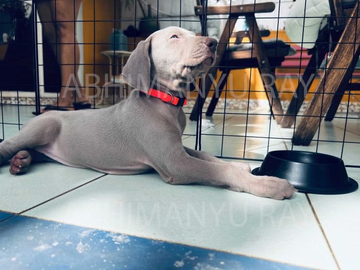 DogsIndia.com - Weimaraner - Abhimanyu Ray