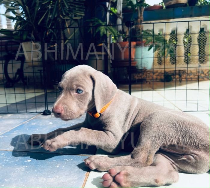 DogsIndia.com - Weimaraner - Abhimanyu Ray