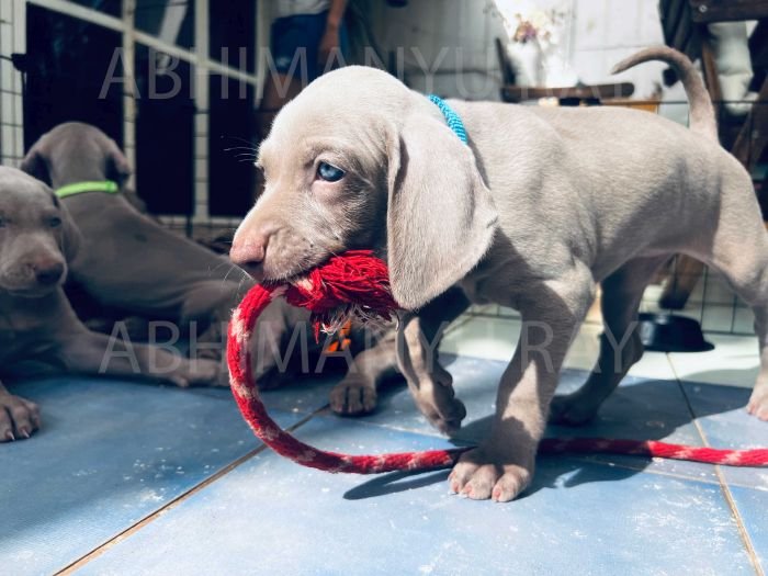 DogsIndia.com - Weimaraner - Abhimanyu Ray