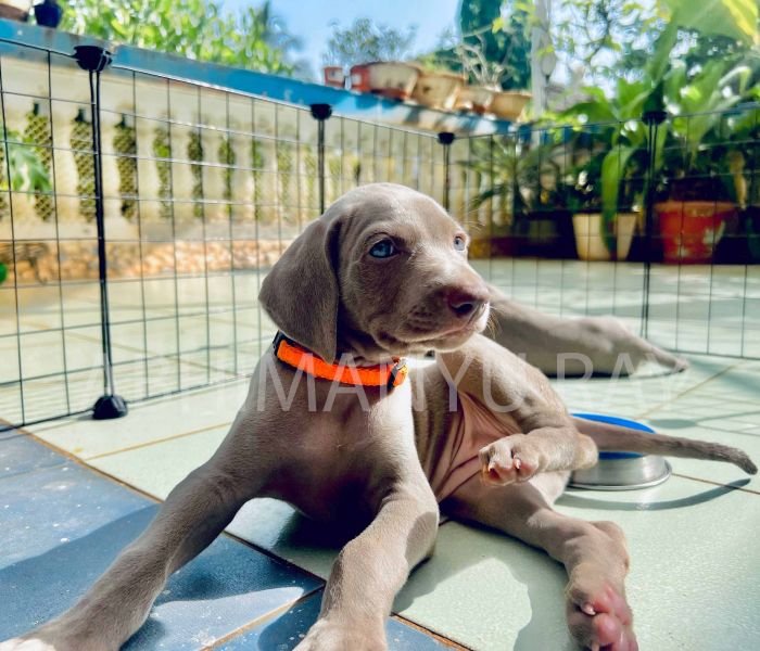 DogsIndia.com - Weimaraner - Abhimanyu Ray