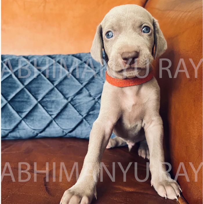 DogsIndia.com - Weimaraner - Abhimanyu Ray