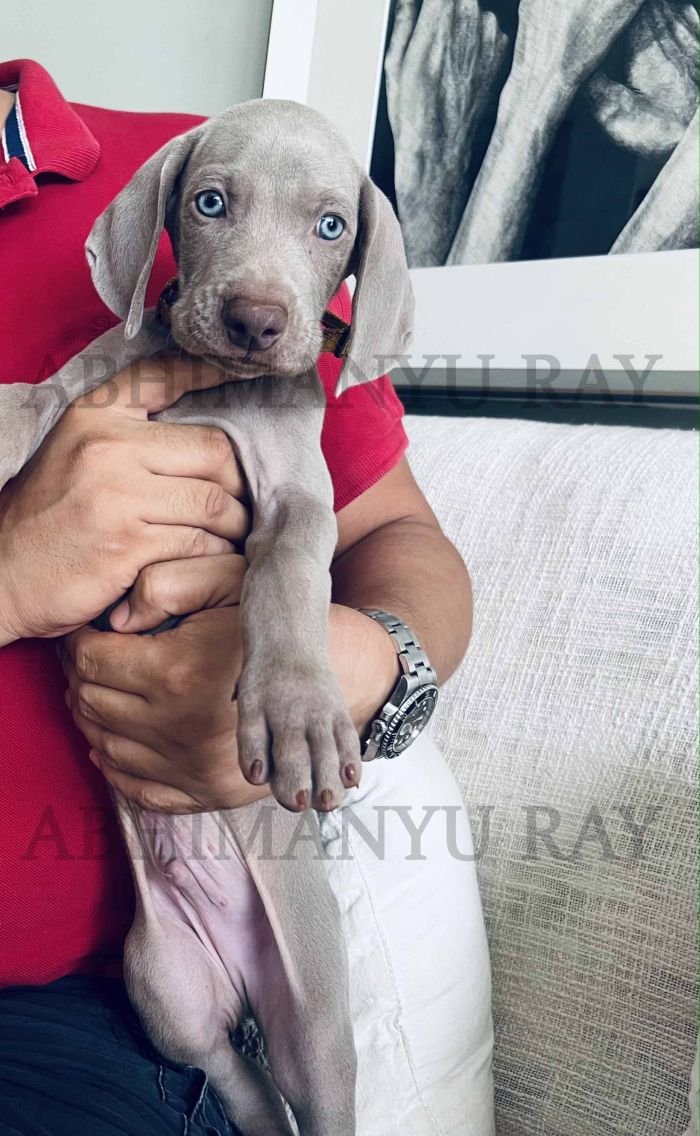 DogsIndia.com - Weimaraner - Abhimanyu Ray