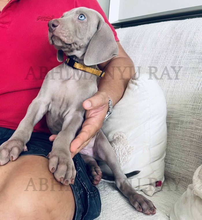 DogsIndia.com - Weimaraner - Abhimanyu Ray