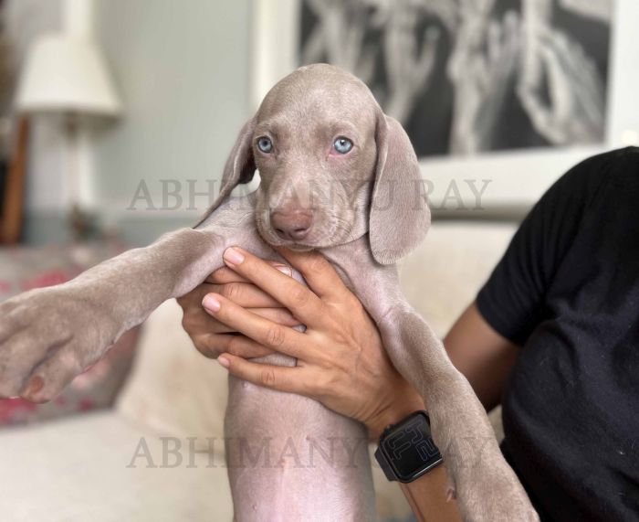 DogsIndia.com - Weimaraner - Abhimanyu Ray