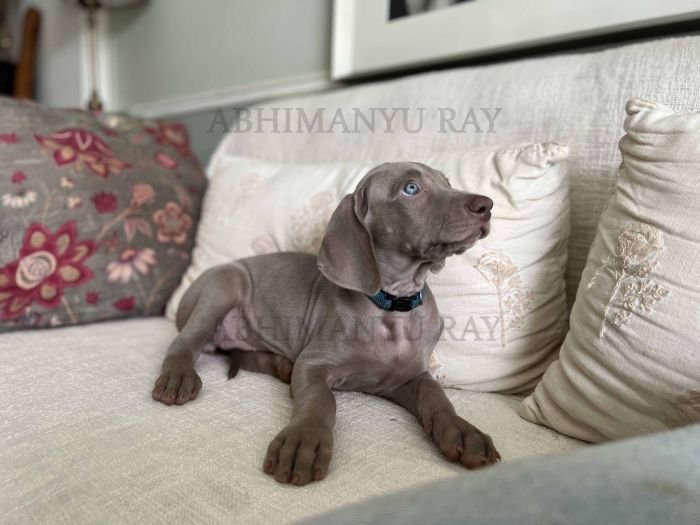 DogsIndia.com - Weimaraner - Abhimanyu Ray