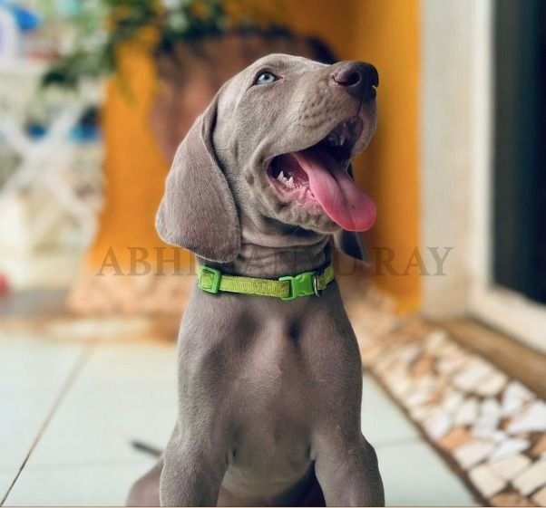 DogsIndia.com - Weimaraner - Abhimanyu Ray