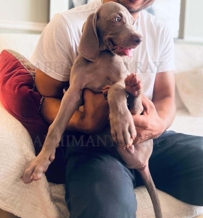 DogsIndia.com - Weimaraner - Abhimanyu Ray