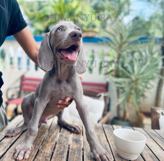 DogsIndia.com - Weimaraner - Abhimanyu Ray