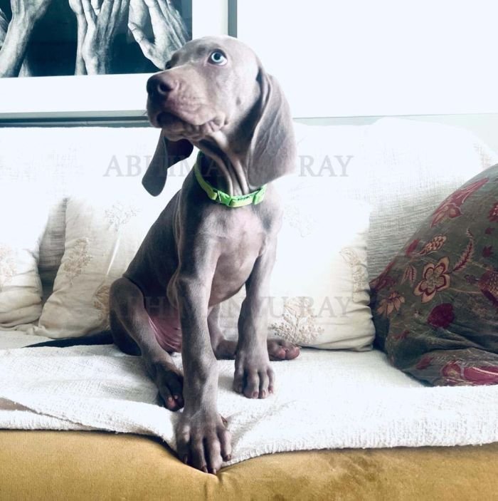 DogsIndia.com - Weimaraner - Abhimanyu Ray