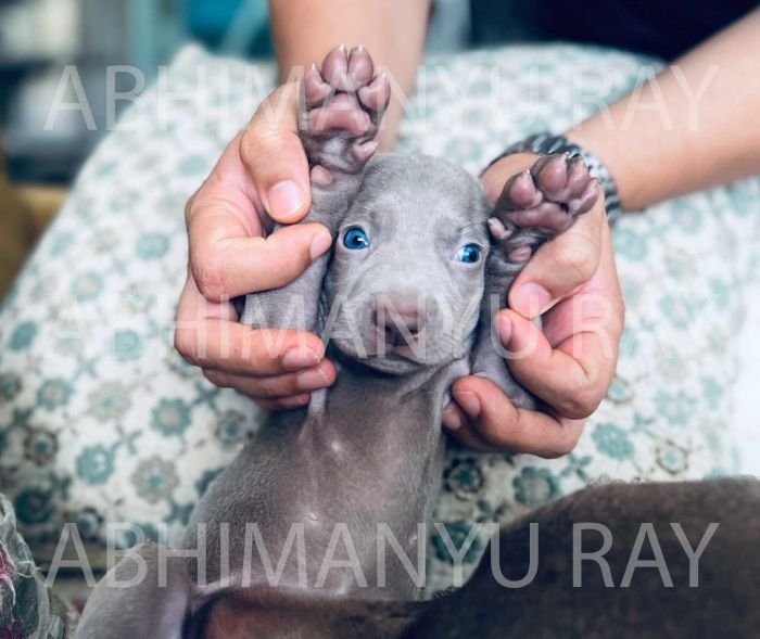 DogsIndia.com - Weimaraner - Abhimanyu Ray