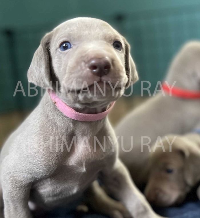 DogsIndia.com - Weimaraner - Abhimanyu Ray