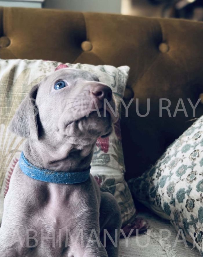 DogsIndia.com - Weimaraner - Abhimanyu Ray