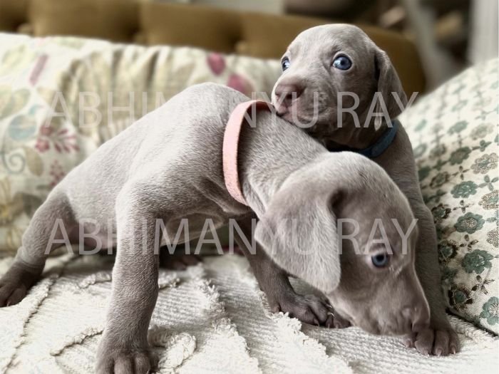 DogsIndia.com - Weimaraner - Abhimanyu Ray