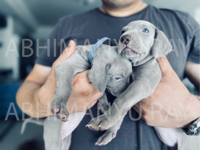 DogsIndia.com - Weimaraner - Abhimanyu Ray