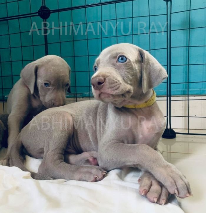 DogsIndia.com - Weimaraner - Abhimanyu Ray