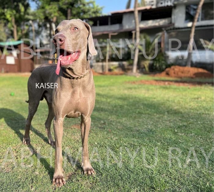 DogsIndia.com - Weimaraner - Abhimanyu Ray